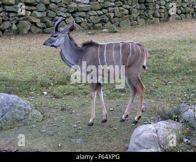 Jeune mâle antilope d'Afrique du Sud grand koudou (Tragelaphus strepsiceros), vu de profil Banque D'Images