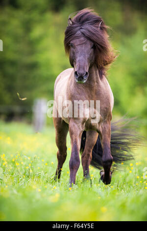 Cheval islandais. Le galop étalon sur un pâturage. L'Autriche Banque D'Images