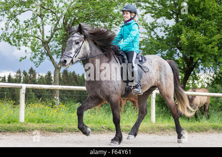 Cheval islandais. L'exécution de la fille toelt sur jeune jument grise sur une circonscription. L'Autriche Banque D'Images