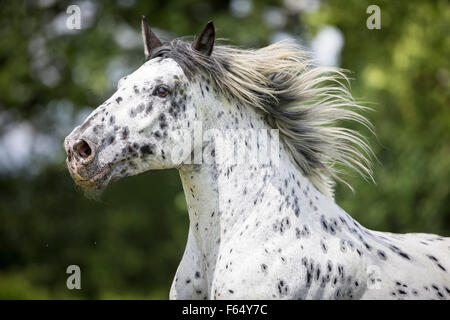 Noriker Cheval. Portrait de leopard-spotted gelding avec mane qui coule. La Suisse Banque D'Images