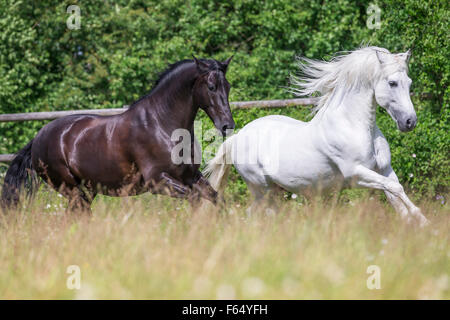 Cheval Espagnol pur, andalou. L'étalon noir et blanc sur un pâturage galopante. La Suisse Banque D'Images