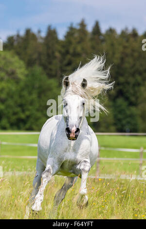 Cheval Espagnol pur, andalou. L'étalon gris galopant sur un pâturage. Allemagne Banque D'Images