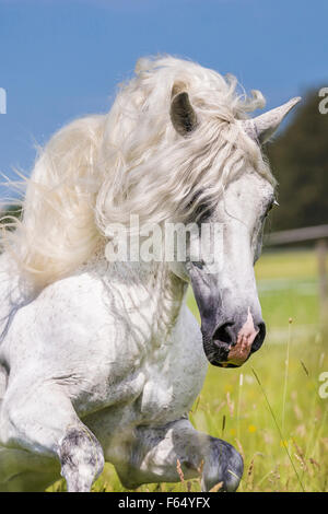 Cheval Espagnol pur, andalou. L'étalon gris galopant sur un pâturage, portrait. Allemagne Banque D'Images