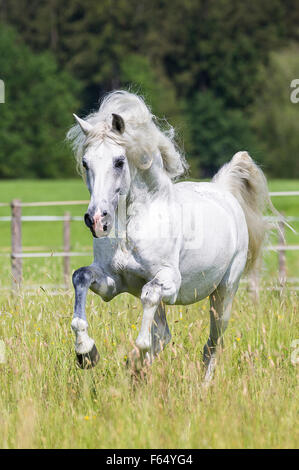 Cheval Espagnol pur, andalou. L'étalon gris galopant sur un pâturage. Allemagne Banque D'Images