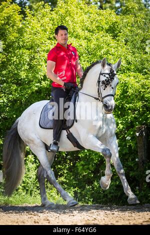 Cheval Espagnol pur, andalou. Sandro Huerzeler sur un étalon gris galopant sur un cheval. La Suisse Banque D'Images