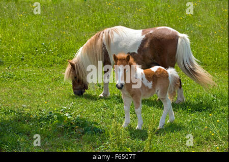 Poney Shetland miniature. Book mare avec poulain (4 semaines) sur un pré. Allemagne Banque D'Images