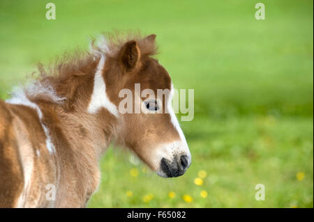 Poney Shetland miniature. Portrait de book poulain (4 semaines) sur un pré. Allemagne Banque D'Images