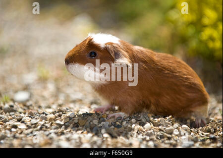 English Crested cobaye, Cavie. Les jeunes (3 semaines, rouge et blanc) sur cailloux. Allemagne Banque D'Images