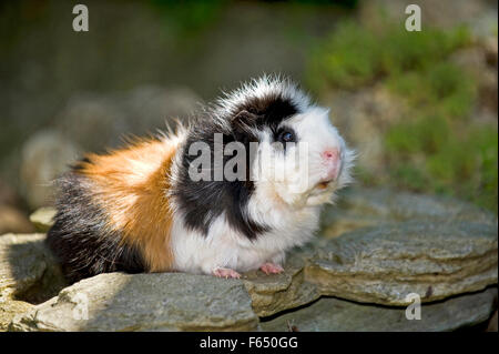 Cobaye mâle cochon d'Abyssin x Teddy Cavie) sur les roches. Allemagne Banque D'Images