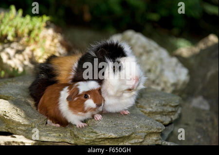 Cobaye mâle cochon d'Abyssin x Teddy Cavie) un jeune (Anglais armoriés, rouge et blanc) sur les roches. Allemagne Banque D'Images