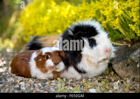 Cobaye mâle cochon d'Abyssin x Teddy Cavie) un jeune (Anglais armoriés, rouge et blanc) sur les cailloux. Allemagne Banque D'Images