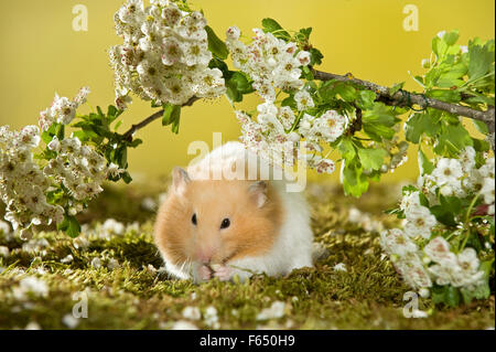 Floraison de hamster de Syrie avec des brindilles d'aubépine, rongeant sur une branche. Allemagne Banque D'Images