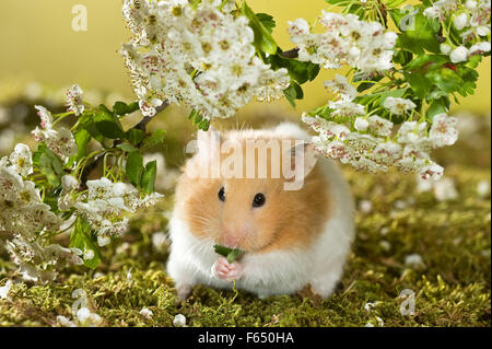 Floraison de hamster de Syrie avec des brindilles d'aubépine, rongeant sur une branche. Allemagne Banque D'Images