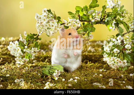 Hamster d'animal de compagnie assis sur ses haunches devant les brindilles de Hawthorn floraison. Allemagne Banque D'Images