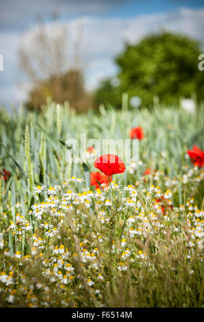Champ de blé en fleurs de pavot Banque D'Images