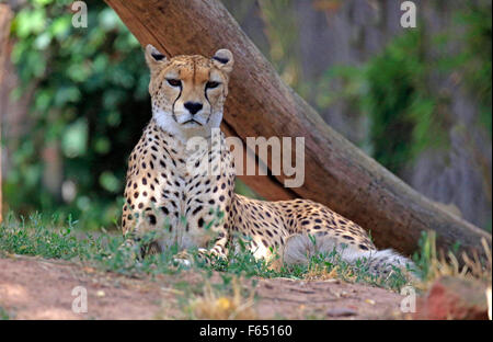 Au nord-est du Soudan, de l'Afrique de l'Cheetah Guépard (Acinonyx jubatus soemmeringii). Femme couchée. Zoo de Landau, Allemagne Banque D'Images