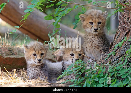 Au nord-est du Soudan, de l'Afrique de l'Cheetah Guépard (Acinonyx jubatus soemmeringii). Trois jeunes. Zoo de Landau, Allemagne Banque D'Images