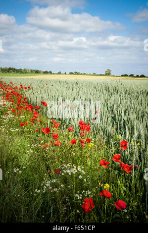 Champ de blé en fleurs de pavot Banque D'Images