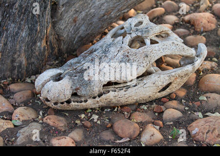 Crâne de crocodile, Zambie Banque D'Images