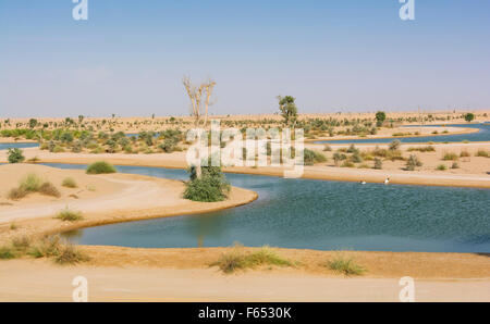 Vue d'Al Qudra lacs oasis au milieu du désert, un système artificiel de lacs et étangs , à Dubaï Émirats Arabes Unis Banque D'Images