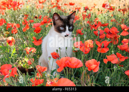 Chat domestique. Des profils avec une coloration point assis dans une prairie avec des fleurs de pavot. Espagne Banque D'Images