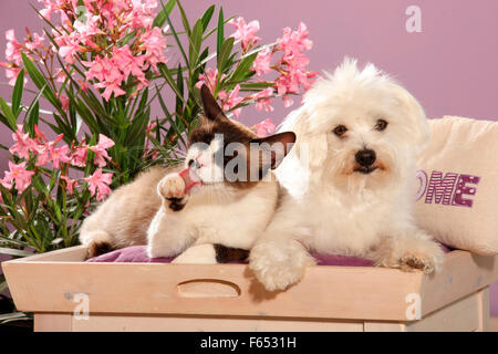 Le maltais et chat domestique avec coloration point avec couché à côté de l'autre côté de la floraison du laurier-rose. Espagne Banque D'Images