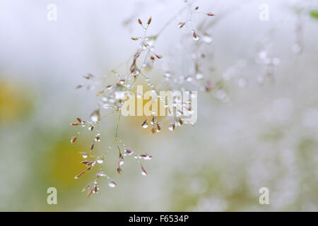 Rosée sur l'herbe de prairie. Banque D'Images