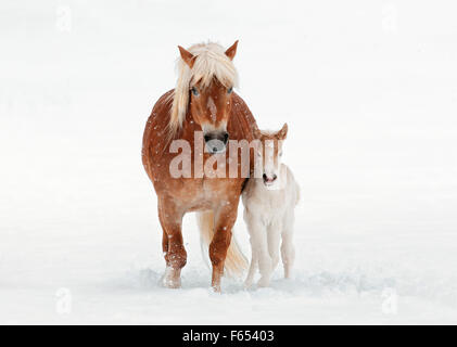 Cheval Haflinger. Mare avec poulain mâle dans la neige. Allemagne Banque D'Images