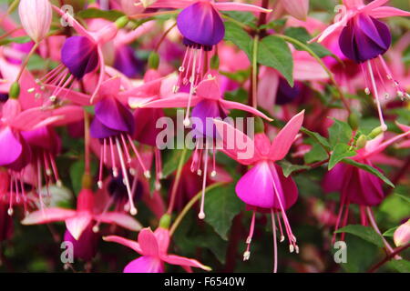 Un fuchsia en fleurs dans un jardin anglais Banque D'Images