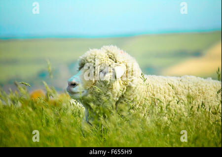 Dans le champ des moutons laineux Banque D'Images