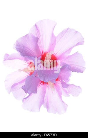 Fleur d'Hibiscus chefs isolé sur fond blanc Banque D'Images