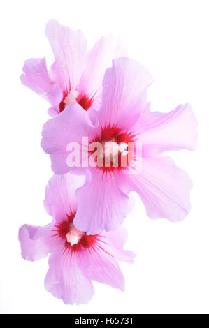 Fleur d'Hibiscus chefs isolé sur fond blanc Banque D'Images