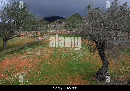 Amandiers en verger près de Santa Agnes de Corona, Ibiza, Espagne Banque D'Images