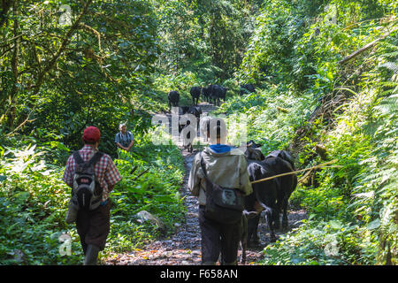 Agriculteur dans la jungle du Panama Banque D'Images