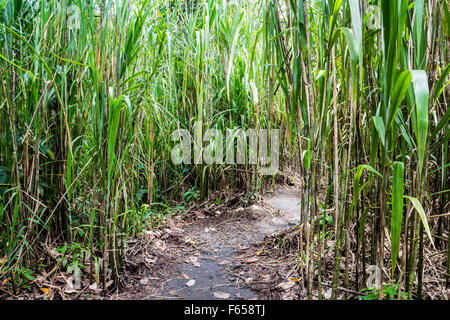 Jungle dans Arenal, Costa Rica Banque D'Images