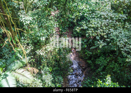 Jungle dans Arenal, Costa Rica Banque D'Images