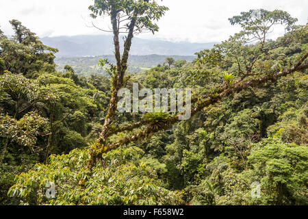 Jungle dans Arenal, Costa Rica Banque D'Images