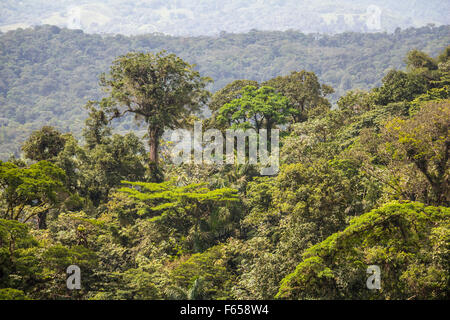 Jungle dans Arenal, Costa Rica Banque D'Images