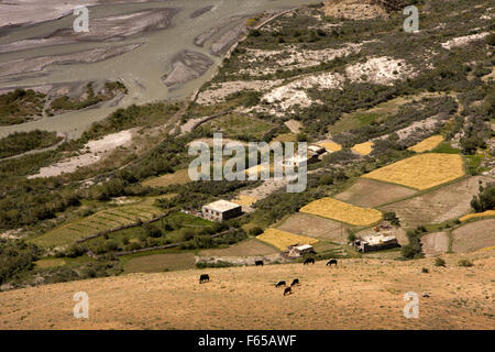 L'Inde, l'Himachal Pradesh, le Spiti valley, Dhankhar, elevated view de terres agricoles sur les rives de la rivière Spiti Banque D'Images