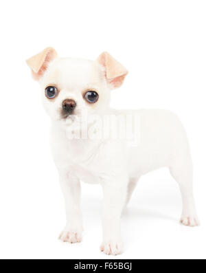 Chiot Chihuahua blanc de peuplements isolés sur fond blanc Banque D'Images