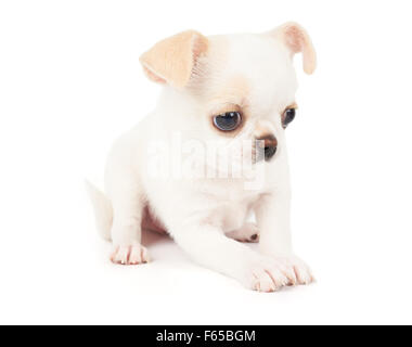 Joli chiot de Chihuahua se situe sur fond isolé blanc Banque D'Images