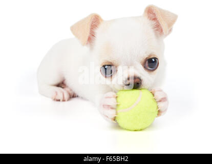 De Chihuahua chiot joue avec une balle de tennis jaune isolé sur fond blanc et l'air dans l'appareil photo Banque D'Images