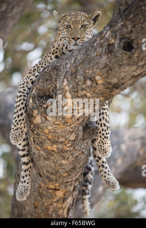 Femme léopard (Panthera pardus) dans l'arbre dans la lumière du soleil dans l'après-midi NP Moremi (Khwai), Botswana Banque D'Images