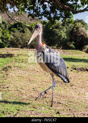 Marabou stork (crumenifer Flamant rose (Phoenicopterus ruber) dans un camping dans le cratère du Ngorongoro, en Tanzanie, en Afrique. Banque D'Images