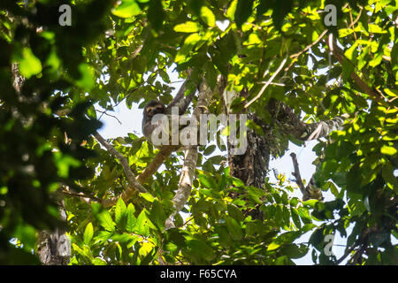 Sloth accroché dans les arbres Banque D'Images