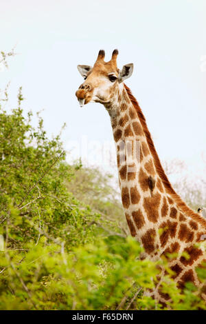 Girafe sticking out tongue dans Safari, Afrique du Sud Banque D'Images