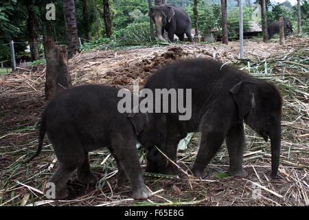 Sumatra, Indonésie. 12Th Nov, 2015. Les enfants nouveau-né, l'éléphant de Sumatra nommé Cristopher âge d'un mois (L) et l'âge de 4 mois, Albertina (R) près de sa mère formés pour patrouiller la forêt Tangkahan, Nord de Sumatra, Indonésie, le 12 novembre 2015. Un total de trois éléphants de Sumatra veau est né, la mère de 25 ans d'olive, de l'âge de 43 ans Agustina et Yuni âge de 27 ans avec son père nommé Théo, âgé de 27 ans, avec un contenu de plus de 22 mois. Crédit : Ivan Damanik/Alamy Live News Banque D'Images