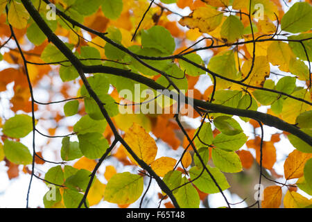 Feuilles d'automne sur hêtre feuilles de hêtre Fagus sylvatica couleurs d'automne en novembre couleurs automnales Banque D'Images