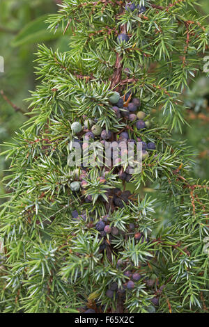 Le genévrier commun, de baies de genièvre baies, Gewöhnlicher Wacholder, Wacholderbeeren, Früchte, genévrier commun Juniperus communis, Banque D'Images