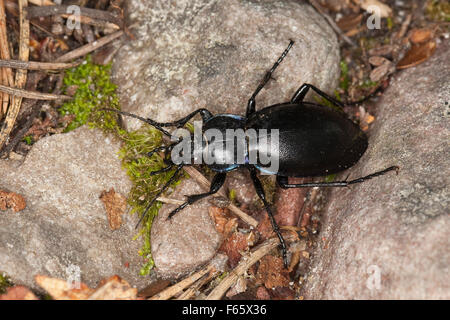 Zabre, violet, Goldleiste Purpur-Laufkäfer Purpurlaufkäfer Laufkäfer,,, Carabus violaceus Banque D'Images